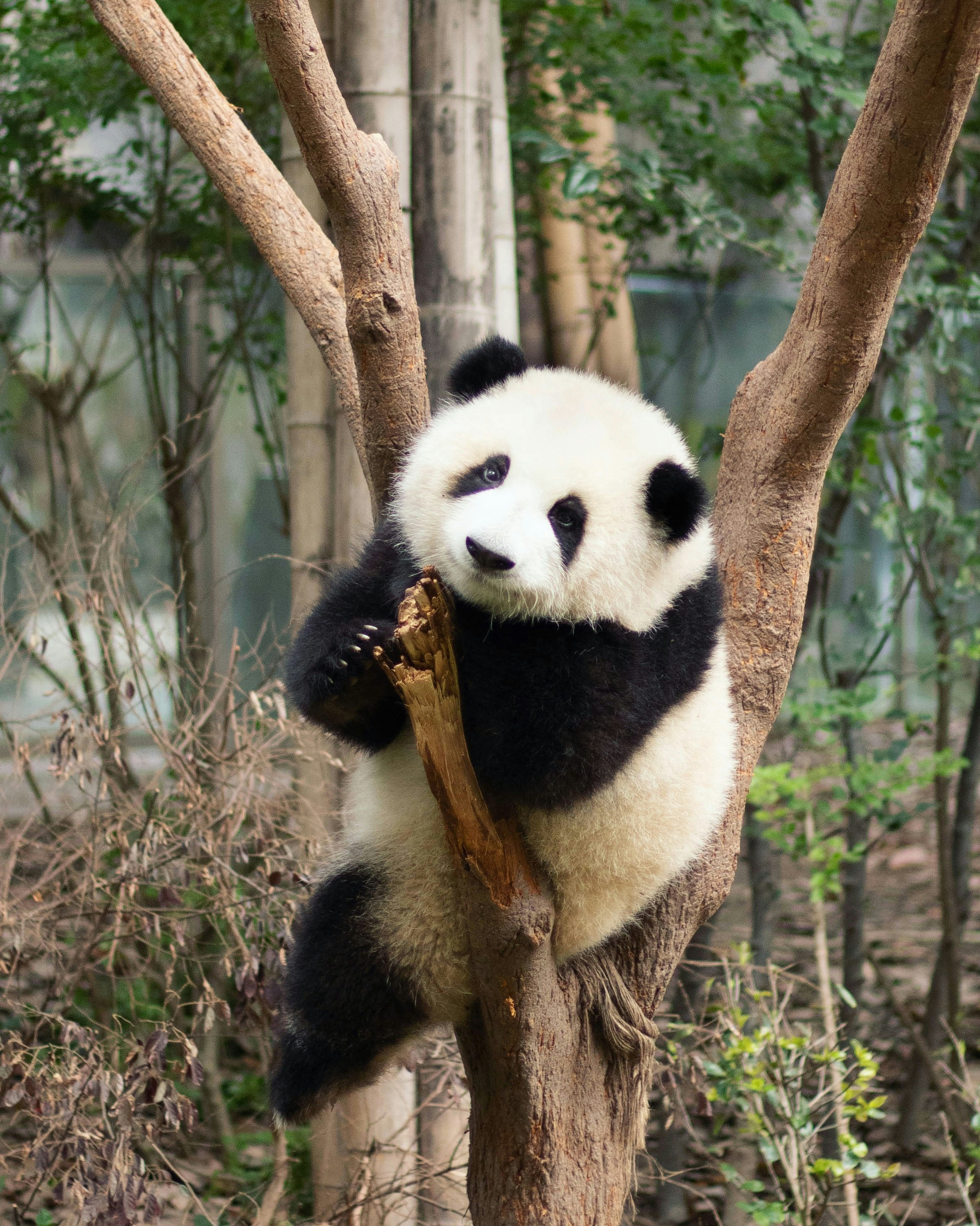 Chengdu City photos 2