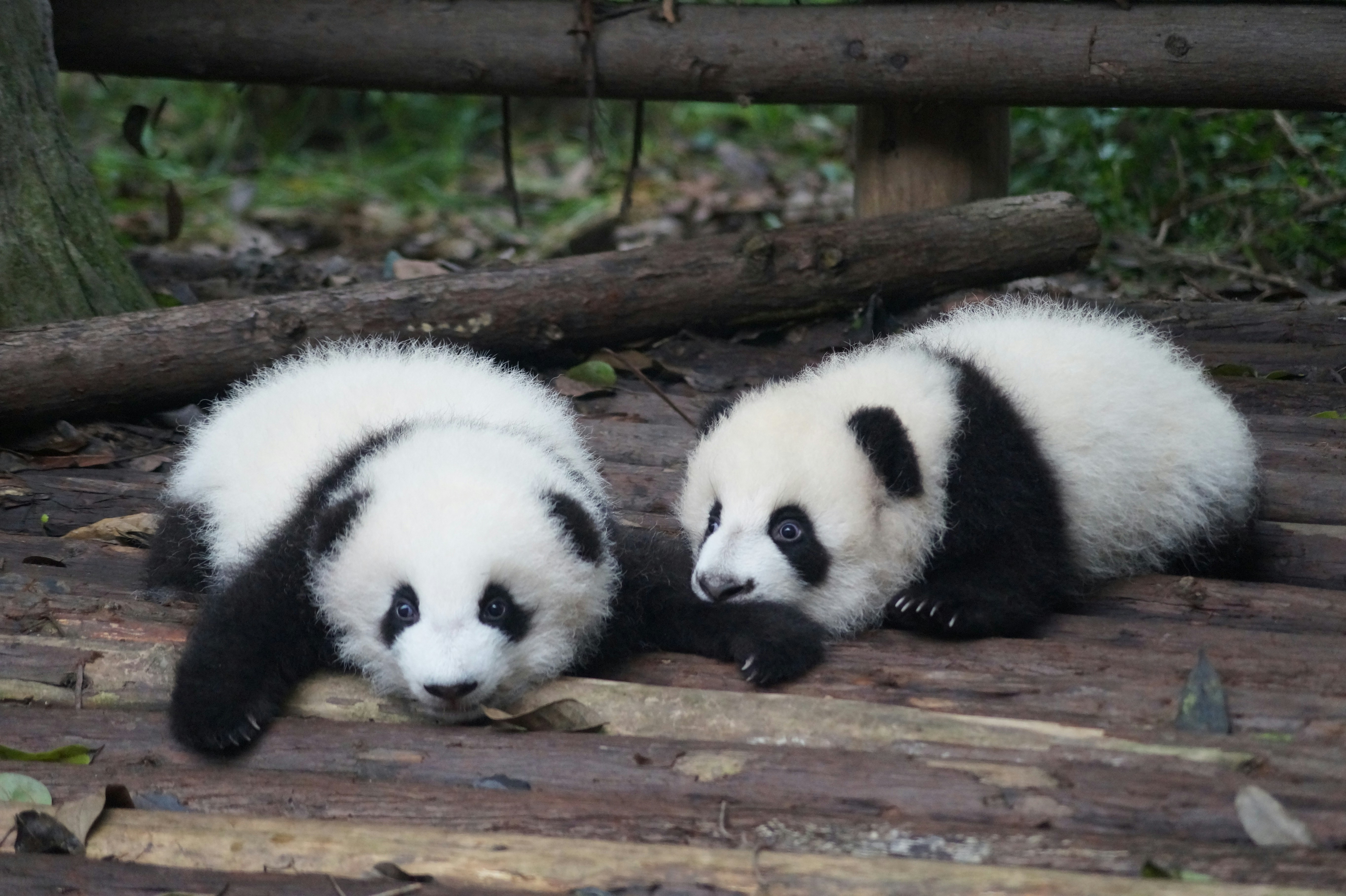 Chengdu City photos 3